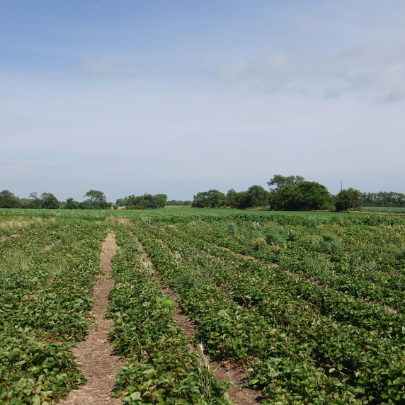Herbicide