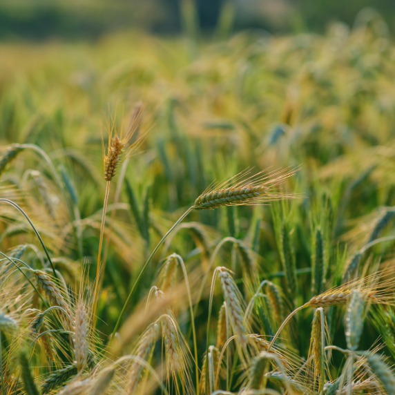 Fungicide